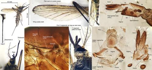 Ochlerotatus sticticus